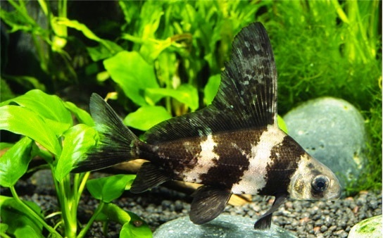 Парусник китайский чукучан (Myxocyprinus asiaticus)