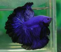 Петушок Халф Мун черно-синий призрак самец (betta splendens halfmoon black blue ghost)