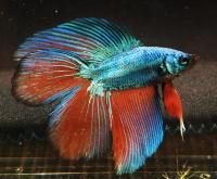 Петушок Супер Дельта двухвостый неоновый самец (betta-MALE super-delta double neon tail-)