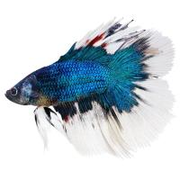 Петушок Супер Дельта двухвостый синяя бабочка самец (betta-MALE super-delta blue-white double tail-)