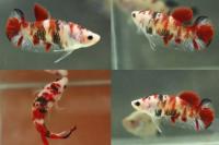 Петушок плакат Ассорти (Betta fish male)