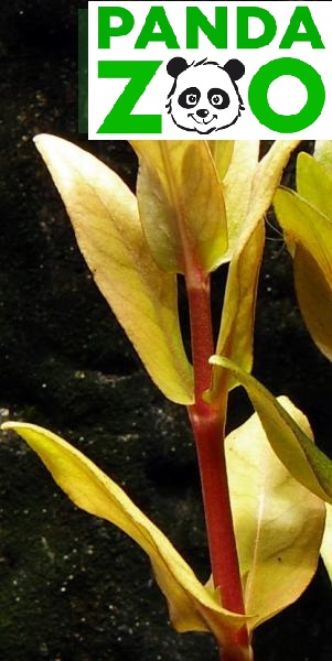 Ammannia Capitellata- Амманния Капителлата L140