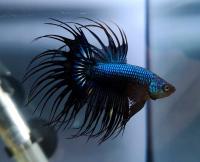 Петушок Коронохвостый черная орхидея самец (Betta-male-crown-tail-black-Orchid)