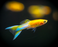 Гуппи Эндлера голубое золото (Guppy) Самец