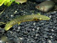 Полиптерус Пальмас  (Polypterus palmas) 12-14 см 