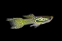 Гуппи эндлера кобра (Guppy) Самец
