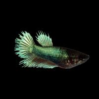 Петушок самка (курочка) Коронохвостая Изумруд (Betta fish female ) 3-3,5 см