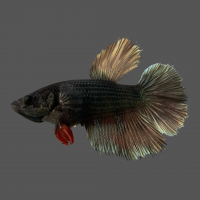 Петушок Халф Мун Самка (курочка) Черный Метал (Betta splendens halfmoon FEMALE)