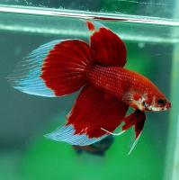 Петушок Вуалехвостый Красная бабочка  самец (Betta-male-Veiltail-RED)
