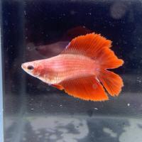 Петушок самка (курочка) Двухвостая Орандж (Betta fish female ) 3-3,5 см