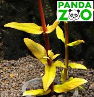 Ammannia Capitellata- Амманния Капителлата L140