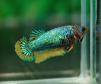 Петушок самка (курочка) Супер Дельта Горчичный Газ  (Betta fish female ) 3-3,5 см