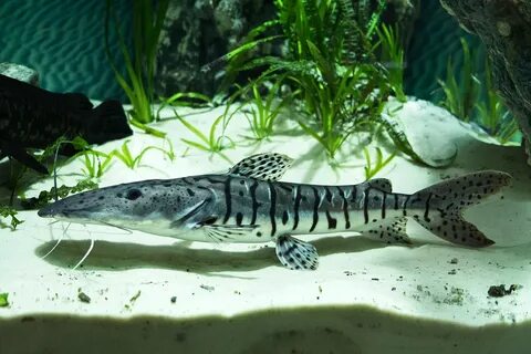 Тигровая псевдоплатистома( Pseudoplatistoma tigrinum) сом  5-6  см