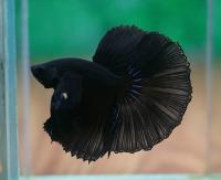 Петушок Халфмун Дамбо темная ночь самец (betta-dumbo-black-male)
