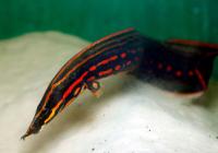 Мастацембел Краснополосый (Mastacembelus Erithrothaenia)  12-15 см