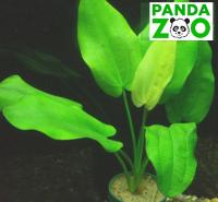 Echinodorus Sellovianus- Эхинодорус Селловианус  E002