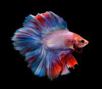 Петушок Халф Мун двухвостый Фанси самец (Betta splendens Halfmoon fancy)