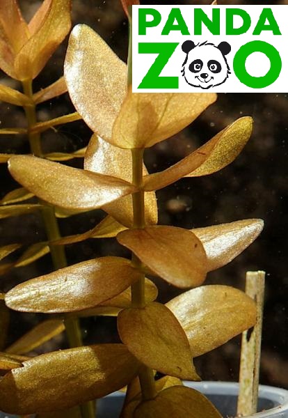 Bacopa colorata- Бакопа колората  L151