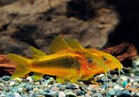Коридорас Голд Страйп Неон  (Corydoras aeneus «Gold Stripe»)