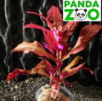 Alternanthera reineckii 'Bronze'- Альтернантера рейника 'бронзовая' L301