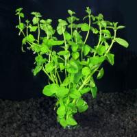 Clinopodium CF. Brownei- Клиноподиум L116