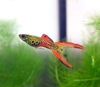 Гуппи Эндлера Павлиний Глаз  (Guppy) Самец