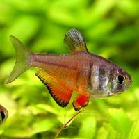 Тетра Фон Рио (лат. Hyphessobrycon flammeus)