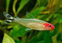 Родостомус, Тетра красноносая  (Hemigrammus rhodostomus, Hemmigrammus bleheri)
