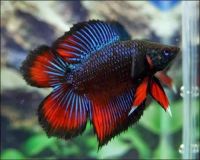 Петушок ХалфМун Двухвостый Черный Бабочка самец (betta-MALE halfmoon red-black double tail-)