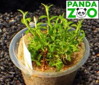 Ammannia sp. Towuti- Амманния товути  L121