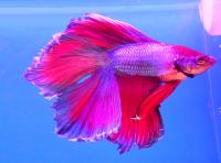 Петушок Супер Дельта двухвостый фиолетовый самец (betta-MALE super-delta vilvet double tail-)