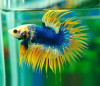Петушок Коронохвостый сине-желтый самец (Betta-splendens-crown-tail-)