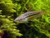 Гурами Карликовый Искрящийся (Пумила) (Trichopsis pumila) 2,2-2,5 см