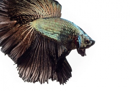 Петушок Супер Дельта черный дракон самец (betta-MALE super-delta-black-)
