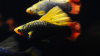Пецилия Гавайская (Xiphophorus variatus Hawaiian)