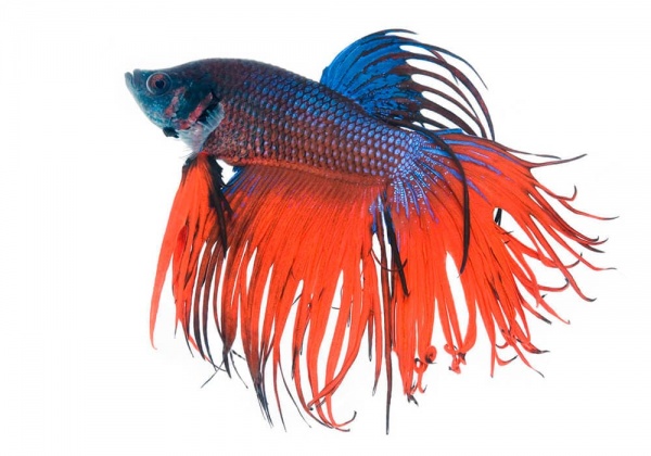 Петушок Коронохвостый сине-красный самец (Betta Fish Male Blue-red krown-tail)