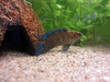 Бадис Бадис или Бадис хамелеон (Badis badis) 3 см