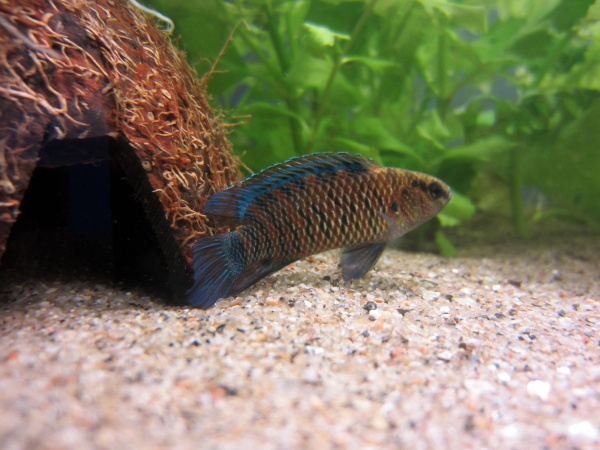 Бадис Бадис или Бадис хамелеон (Badis badis) 3 см