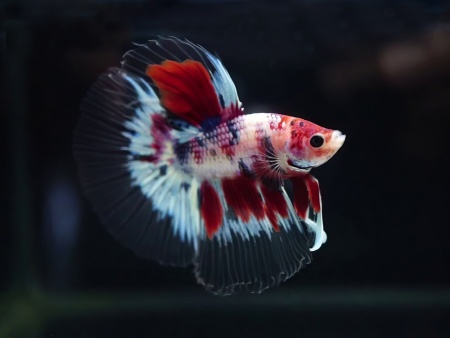 Петушок Халф Мун кои самец (Betta male Halfmoo koi Tail)