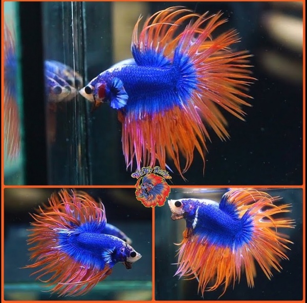 Петушок Коронохвостый пурпурно оранжевый самец (Betta Fish Male Purple crown-tail)