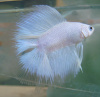 Петушок Супер Дельта двухвостый белый самец (betta-MALE super-delta double white tail-)