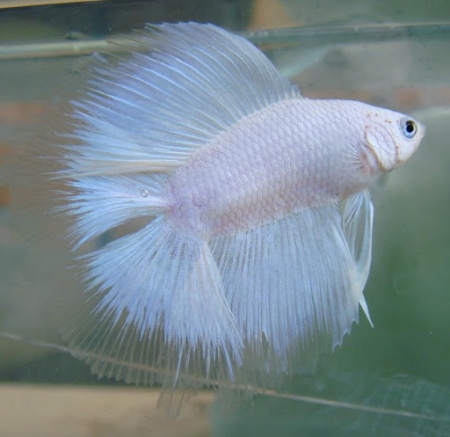 Петушок Супер Дельта двухвостый белый самец (betta-MALE super-delta double white tail-)