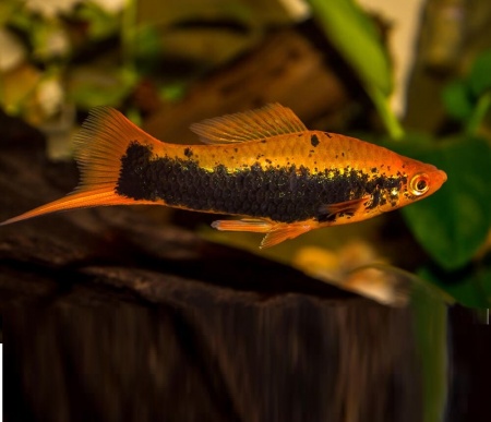 Меченосец Кубинский (Xiphophorus helleri Red Black Tuxedo)