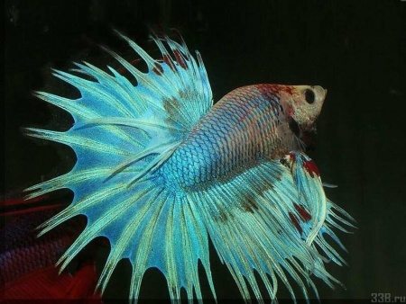 Петушок Коронохвостый зеленый самец (Betta-splendens-crown-tail-green)