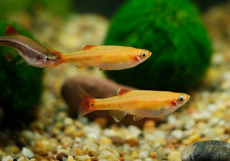 Кардинал золотой (Tanichthys albonubes gold) 2 см 