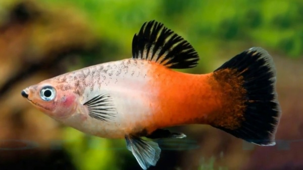 Пецилия триколор (Xiphophorus maculatus Showa Tricolor Platy)
