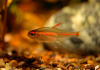 Тетра светлячок Эритрозонус (Hemigrammus Erythrosonus)