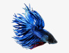 Петушок Коронохвостый синий самец (Betta-splendens-crown-tail-blue )