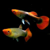 Гуппи Кои красная шапочка  (Guppy Koi RED Tuxedo) САМЕЦ