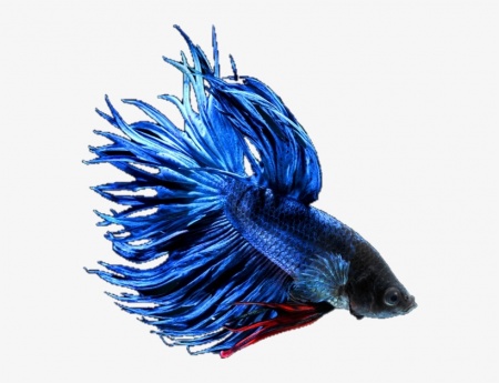 Петушок Коронохвостый синий самец (Betta-splendens-crown-tail-blue )
